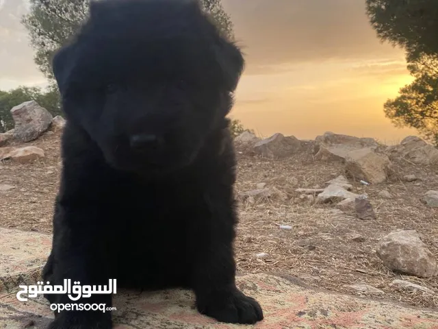 جيرمن رويال بلاك أعلى مواصفات  German shepherd royal black