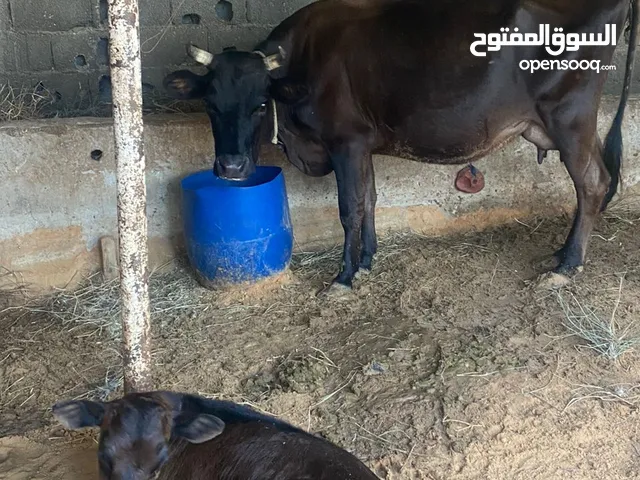 السلام عليكم طروقه بي عجله للبيع وسنها صغير حليب درجه اولي