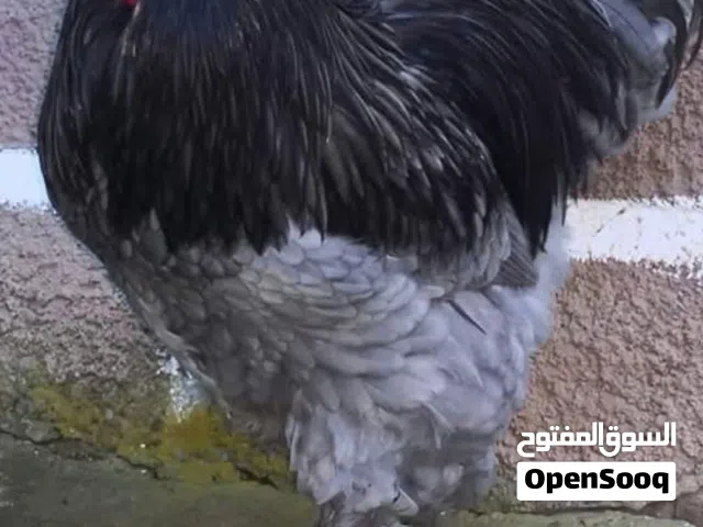 مطلوب ديك ازرق