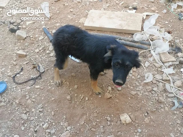 كلب جيرمن لونق هير