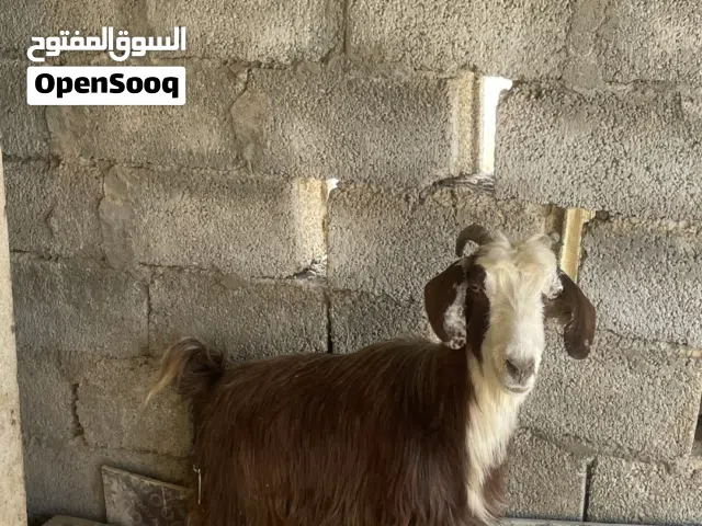 شاه اسنان و محالب سليم