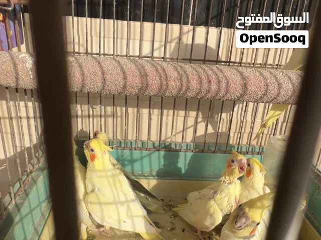 طيور كوكتيل خمسه افراخ عمر شهر