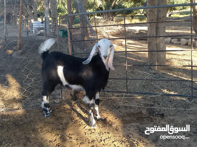 شعريه صلات انبي عليه العمر 6شهور قطعت عنز الضهر فل على حليب امه