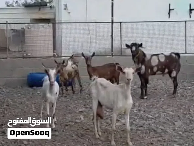 حلال فاخر اناث مع فحلهن