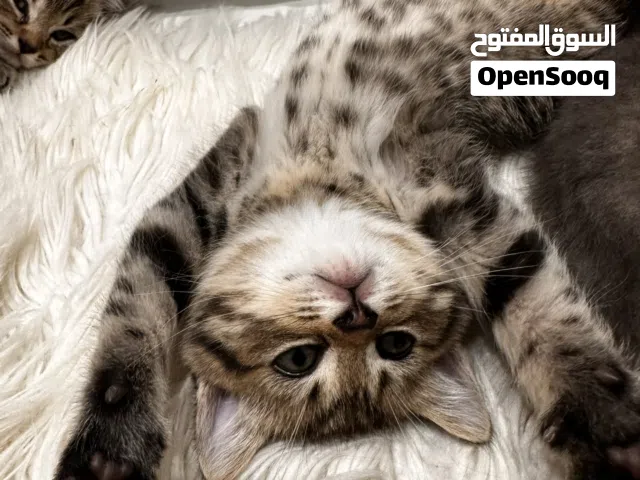 للبيع – قطط سكوتش شورت هير