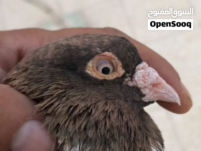 حمام كلاي إيراني فارسي و هندي