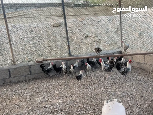 دياي عربي بلدي أصلي