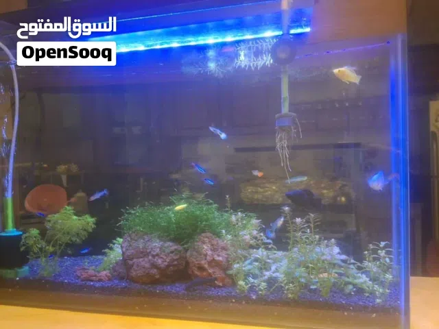 حوض سمك قياس 70 ×40 ×16