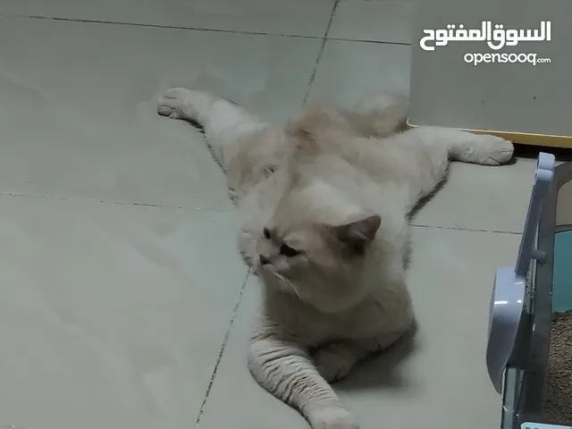 قط للتبني للتزاوج