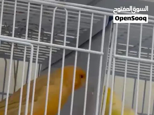 للبيع كناري زوج شرط زوج وتعزل الذكر عن النثيه يغرد.    زوج ايراني لون جمييل جدا  توني مركبهم منتجين