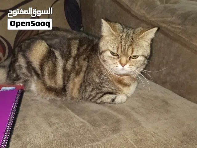 قطة انثى للتبني