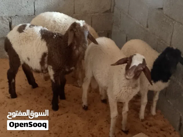 اربعه فطايم