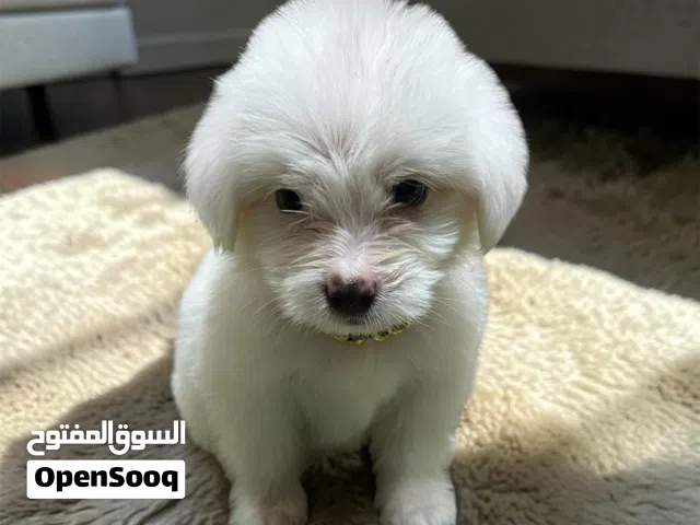 4 كلاب هافانيز عمرهم 49 يوم ميني