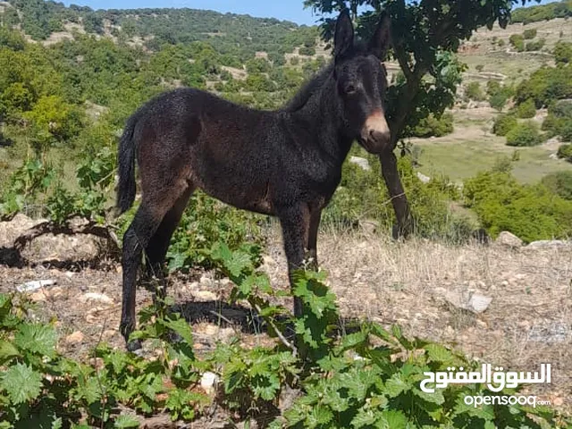 بغله العمر 60 يوم