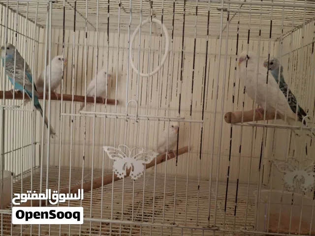 طيور للبيع  تابع الوصف