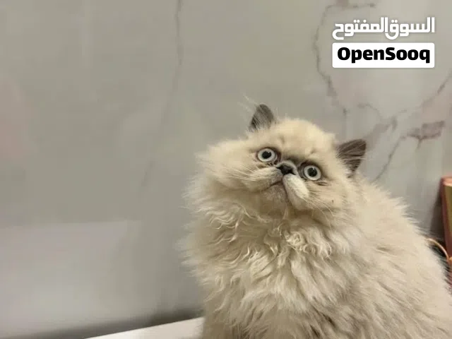 قطط هملايا ع بيرشن  قطط هملايا تشوكلت حاجة تحفة