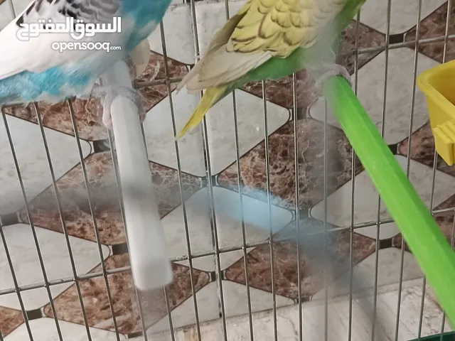 عصافير حب ذكر وانثى