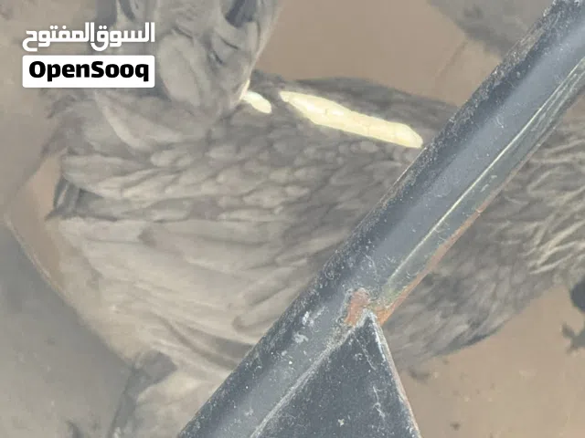 دجاج عرب للبيع