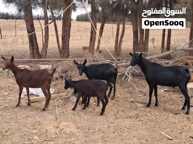 ماعز مورسيانو معيز مورسيانو اسباني