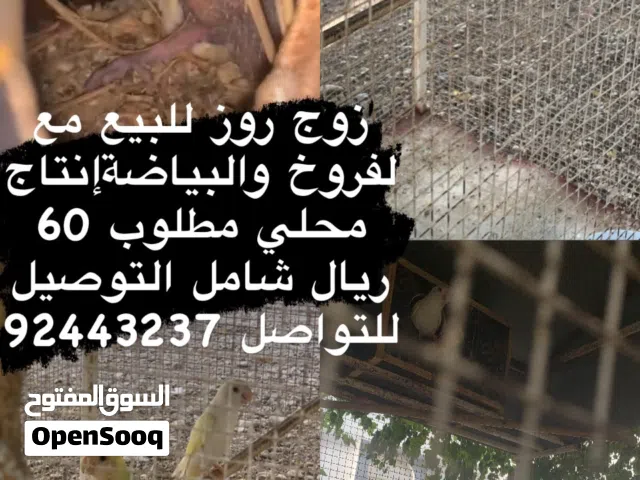 روز زوج ...منتج