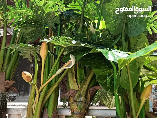 نباتات صناعيه لقطه وارد الصين شكل طبيعي جدا نظيفه جدا غير مستعمله من قبل عليك بس تحطها بقوار اسمنتي