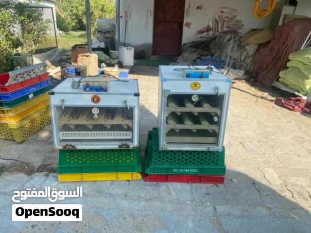 فقاصات بيض