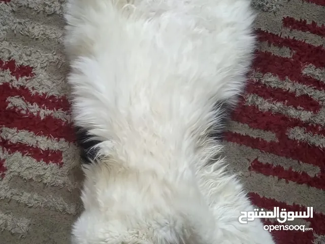 قطه هملايا للتبني شىرط مخافه الله وتصوير كل فنرة