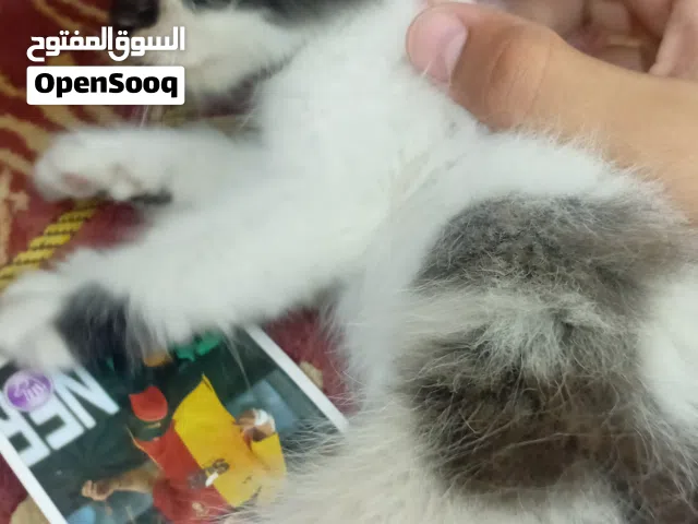 قطة   صغير منقذ لي التبني كتن
