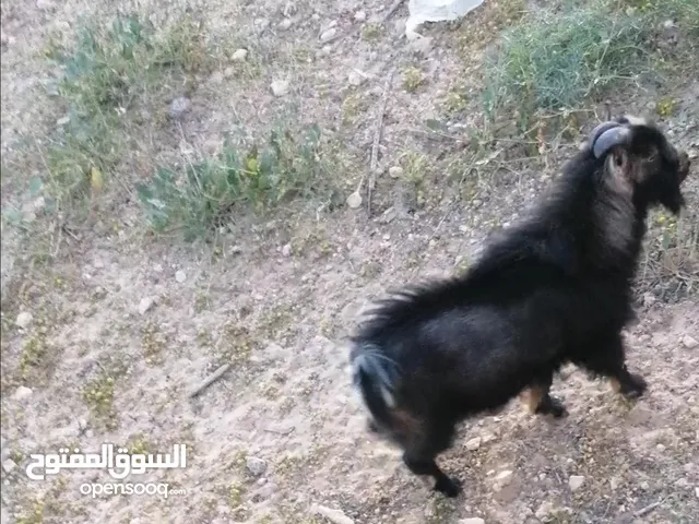 جدي فلبيني فحل ثني قزم