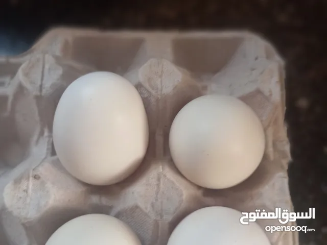 بيض جاج فيومي موجود 12 بيضا تفقيس مكبسات بسعر 20شيكل و الكرتوني فيها 30بيضا 50شيكل