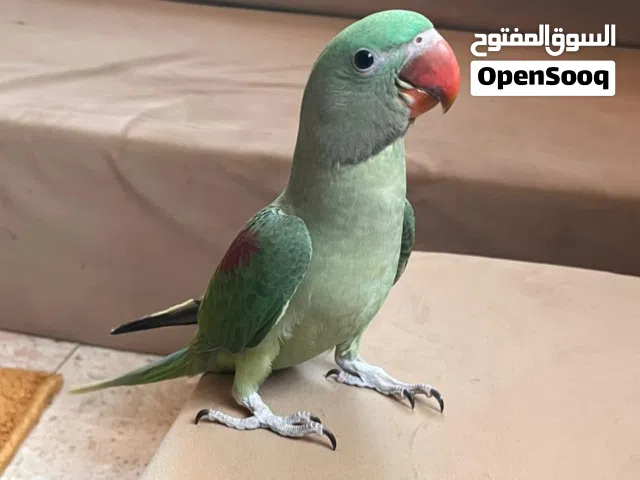 طير دره نيبالي
