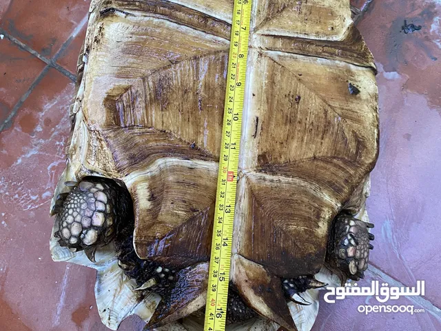 سلاحف سولكاتا للبيع