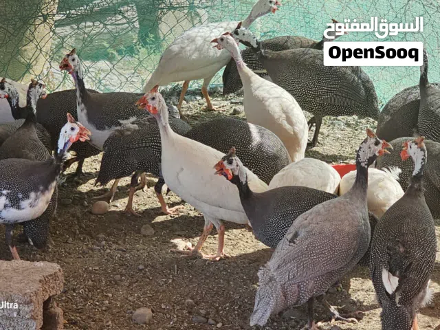 دجاج  حبشي  الكنجا
