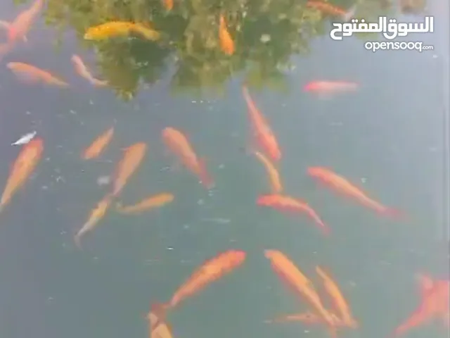 سمك مرجان جابية زينة اقرا الوصف