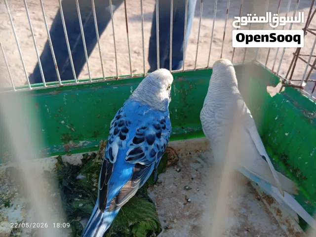 جوز بقلينو مصوقر بصحه وسعر ممتاز
