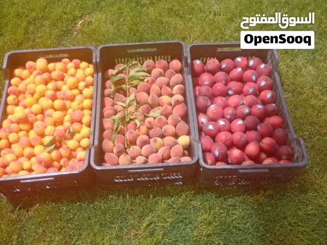 خوخ عادي وخوخ ملقم وخوخ بوطبقه ومشماش وطني بسم الله مشاء الله