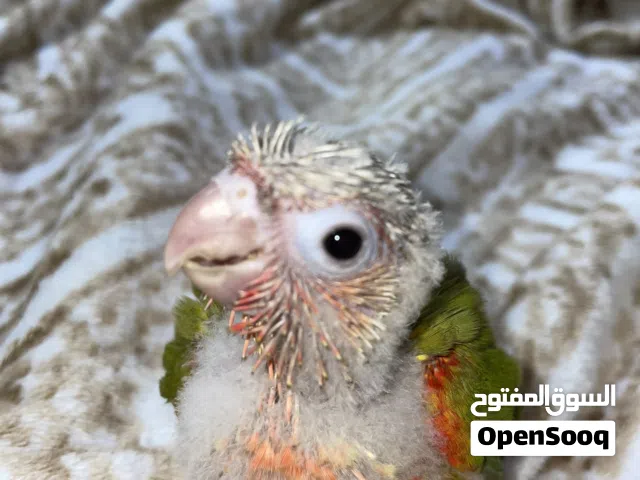 Pineapple conure baby