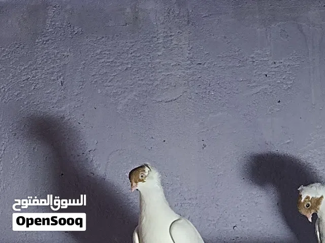 نثيه مقنعه بياضه ابنها بصفها تريد تبيض