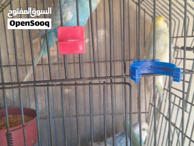 3 ذكوره وانتى بقلينو