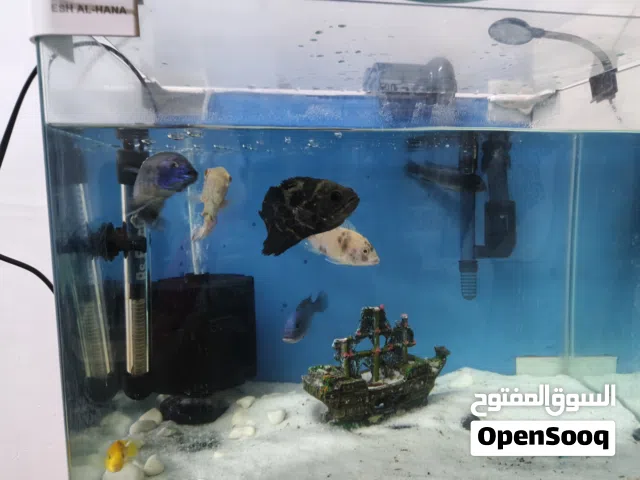 السلام عليكم حوض اسماك زينة وصف مهم