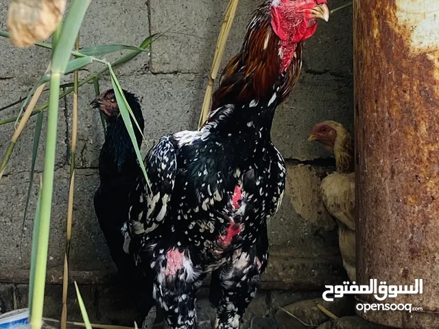 ديج 3 دجاجات هراتي للبيع