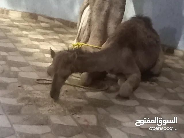 قعود للبيع