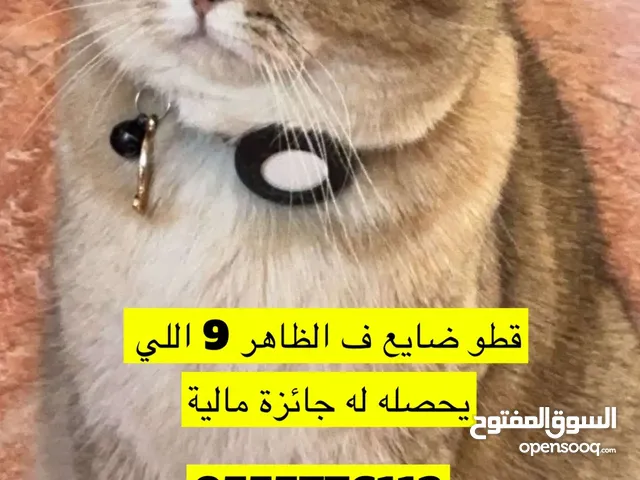 قطو ضايع / Lost cat