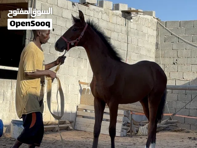 فلوه للبيع العمر 5شهو. وكسر الجنس الاب ولد المحرتم الام بنت جميل الزاويه العنوان مصراته