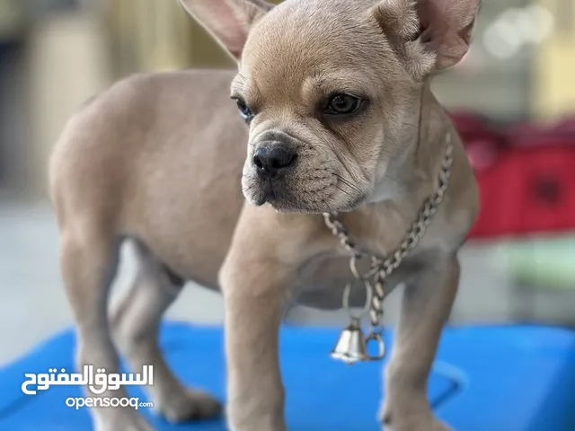 2.5 months old - French bulldog ( puppy )