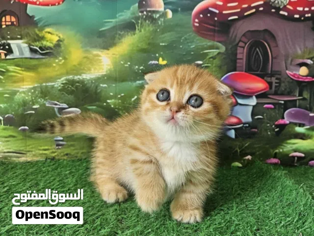 Male and female Scottish kilt Fold Munchkin kitten available for a new and good home .very good catz