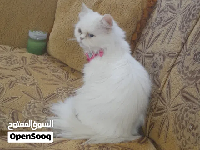 موجود بسه معها كيس رمل وصحن اكل مي بالسلط سعرها 20