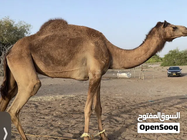 جمل ناقه للبيع