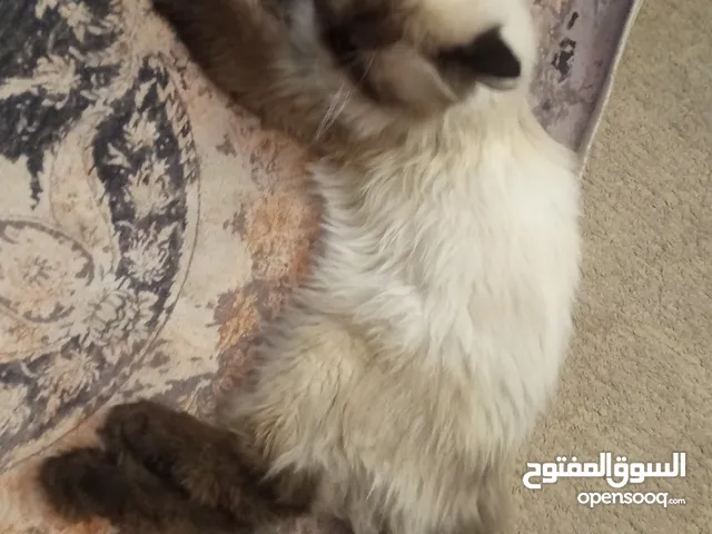 قط هملايا ذكر للبيع بسعر مغري قابل للتفاوض بشيئ بسيط مكس شوكليت لون نادر