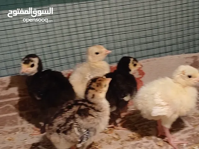 افراخ فسيفس الوان اسود و ابيض و برونزي شط العرب